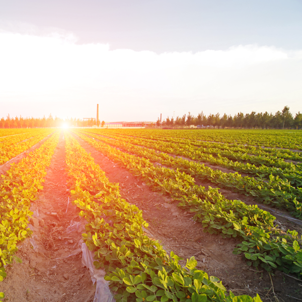 peanut field