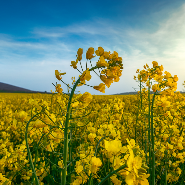 RBD Rapeseed / Canola Oil | Leading Supplier of Vegetable Oil