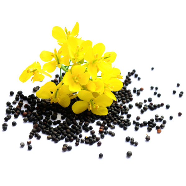 rapeseed seeds